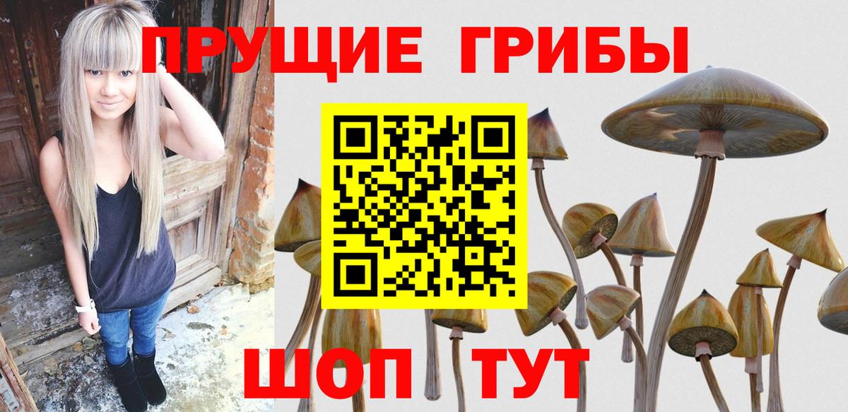 Галлюциногенные грибы Psilocybe Йошкар-Ола